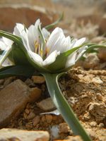 Androcymbium palaestinum,Colchicaceae,Mujib (2).jpg