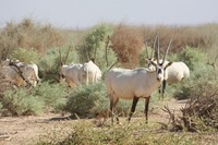 Arabian Oryx - RSCN