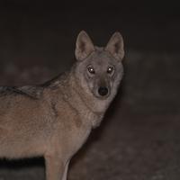 Arabian Wolf - RSCN 