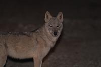 Arabian Wolf - RSCN 