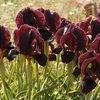 Iris nigricans_Dibeen.jpg