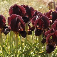 Black Iris - RSCN 