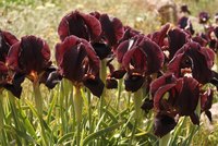 Black Iris - RSCN 