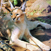 Caracal caracal.JPG