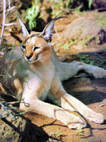 Caracal - RSCN 