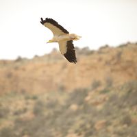 Egyptian Vulture - RSCN 