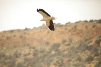 Egyptian Vulture - RSCN 