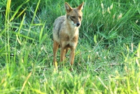 Golden jackal - RSCN 