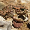 Bufo viridis.JPG