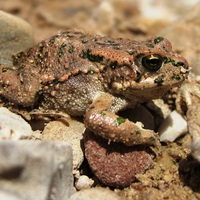 Green Toad - RSCN