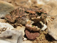 Bufo viridis.JPG