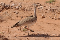 Houbara Bustard - RSCN