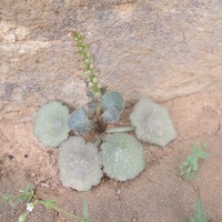  Navalwort - RSCN