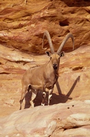 Nubian Ibex - RSCN