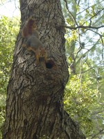 Persian Squirrel - RSCN 