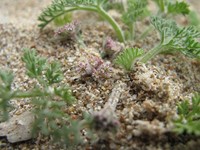 Pseudorlaya Pumila - RSCN 