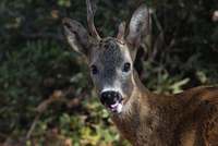 roe deer.jpg