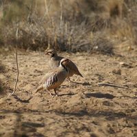 Sand Partridge - RSCN