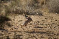 Sand Partridge - RSCN