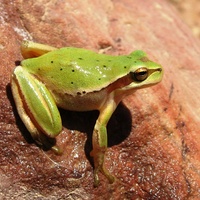 Tree Frog - RSCN 