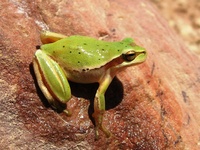 Tree Frog - RSCN 