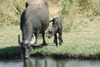 Water Buffalo - RSCN